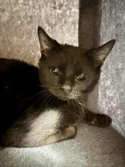 Jefferson, a Adoptable mixed breed in DeKalb, IL image 3/3