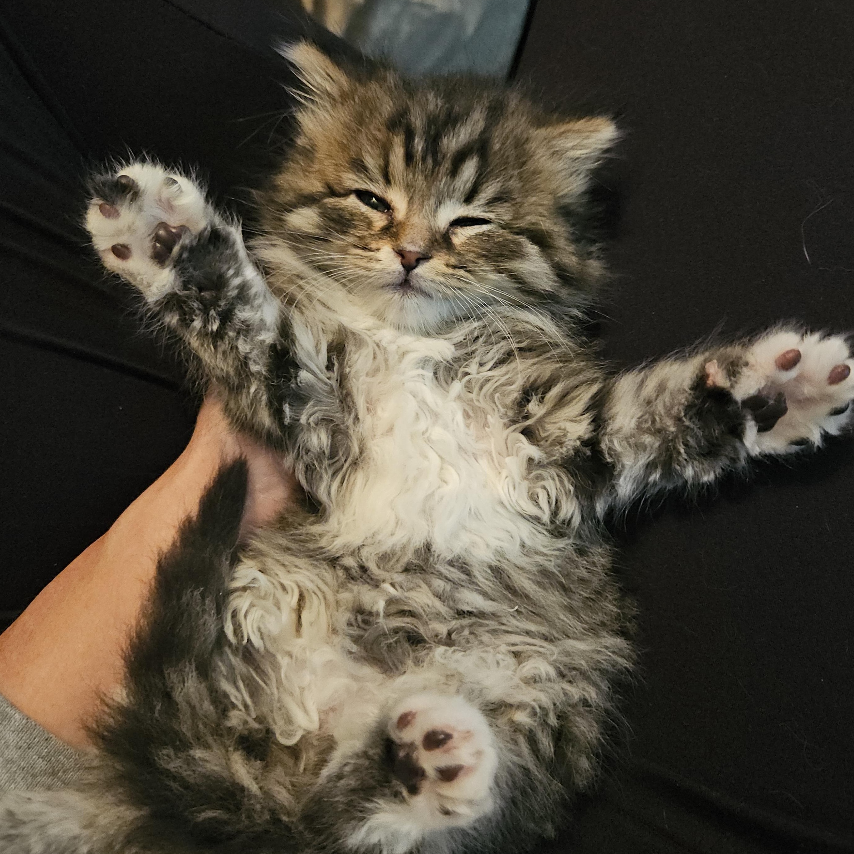 Goose, an adopted Domestic Medium Hair in Watertown, WI image 4/5