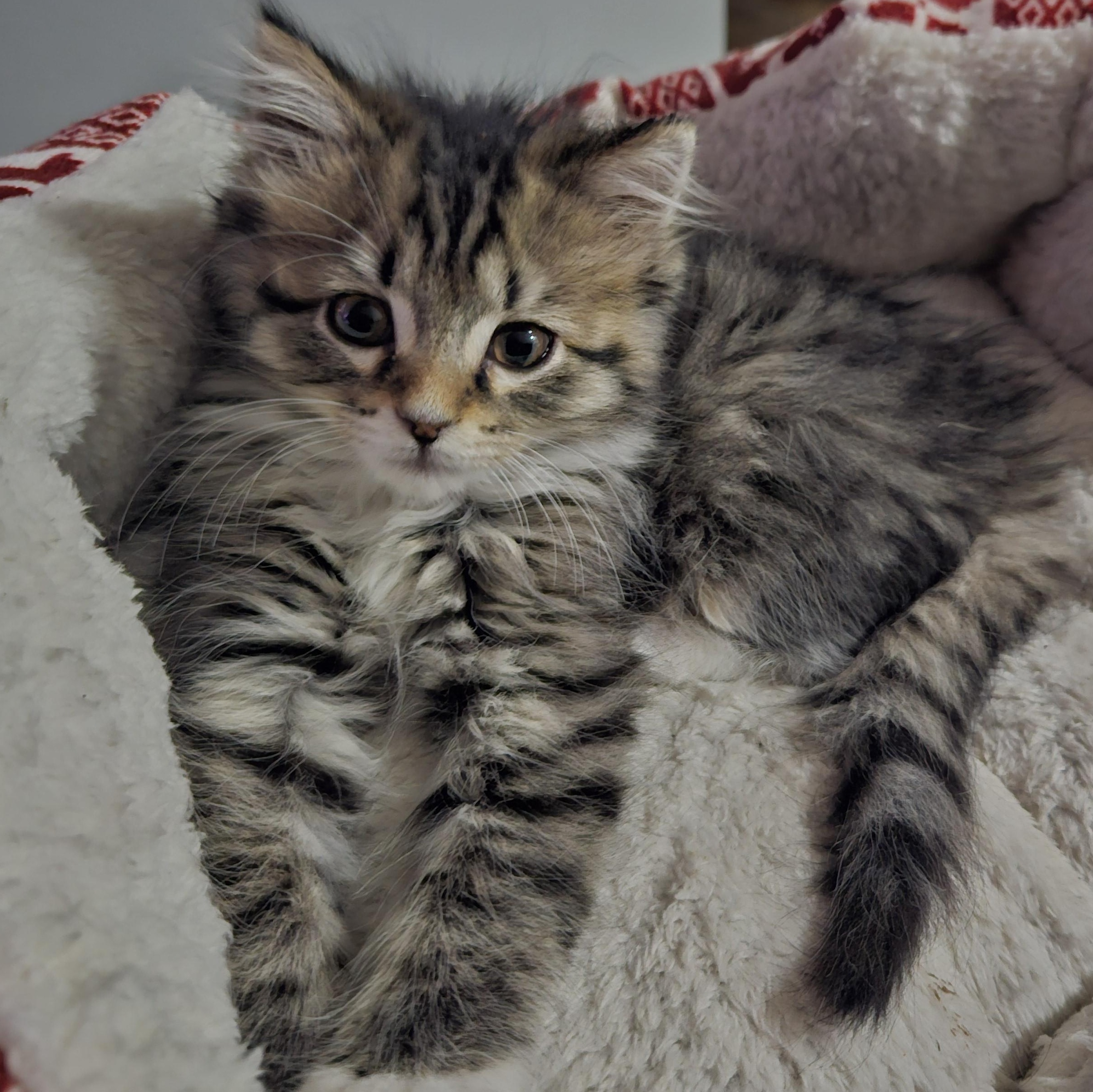 Goose, an adopted Domestic Medium Hair in Watertown, WI image 2/5