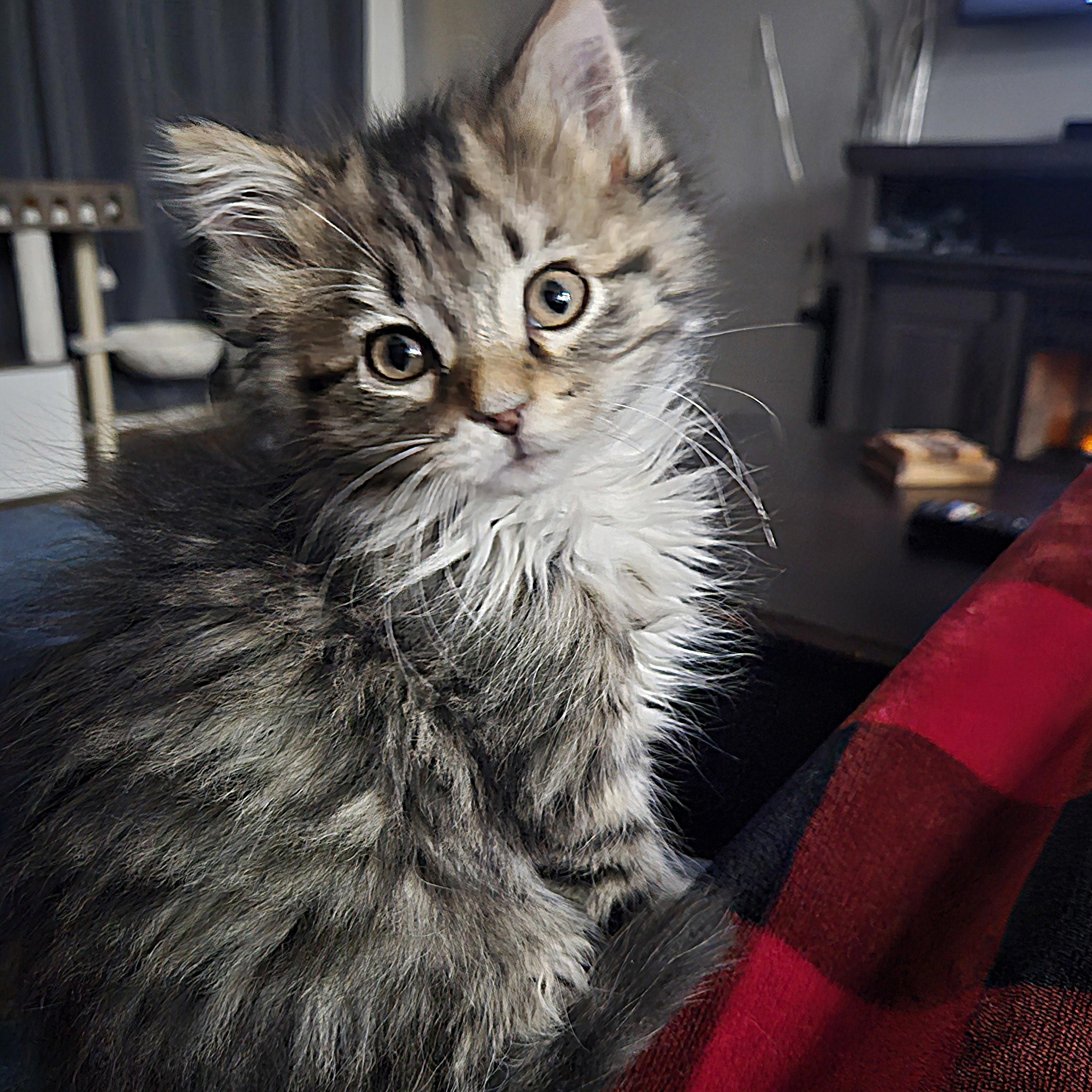 Goose, adopted, Kitten Female Domestic Medium Hair.