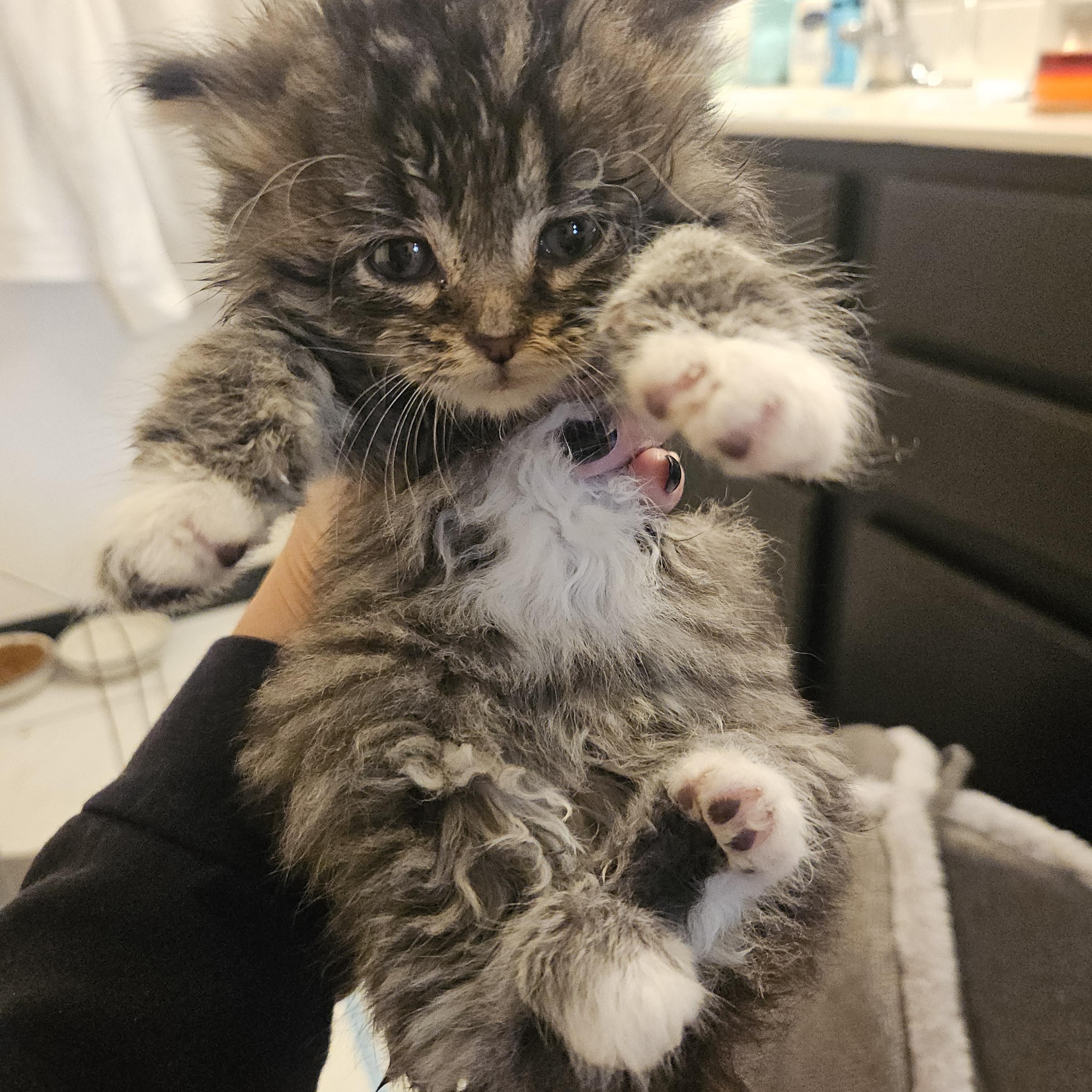 Goose, an adopted Domestic Medium Hair in Watertown, WI image 5/5