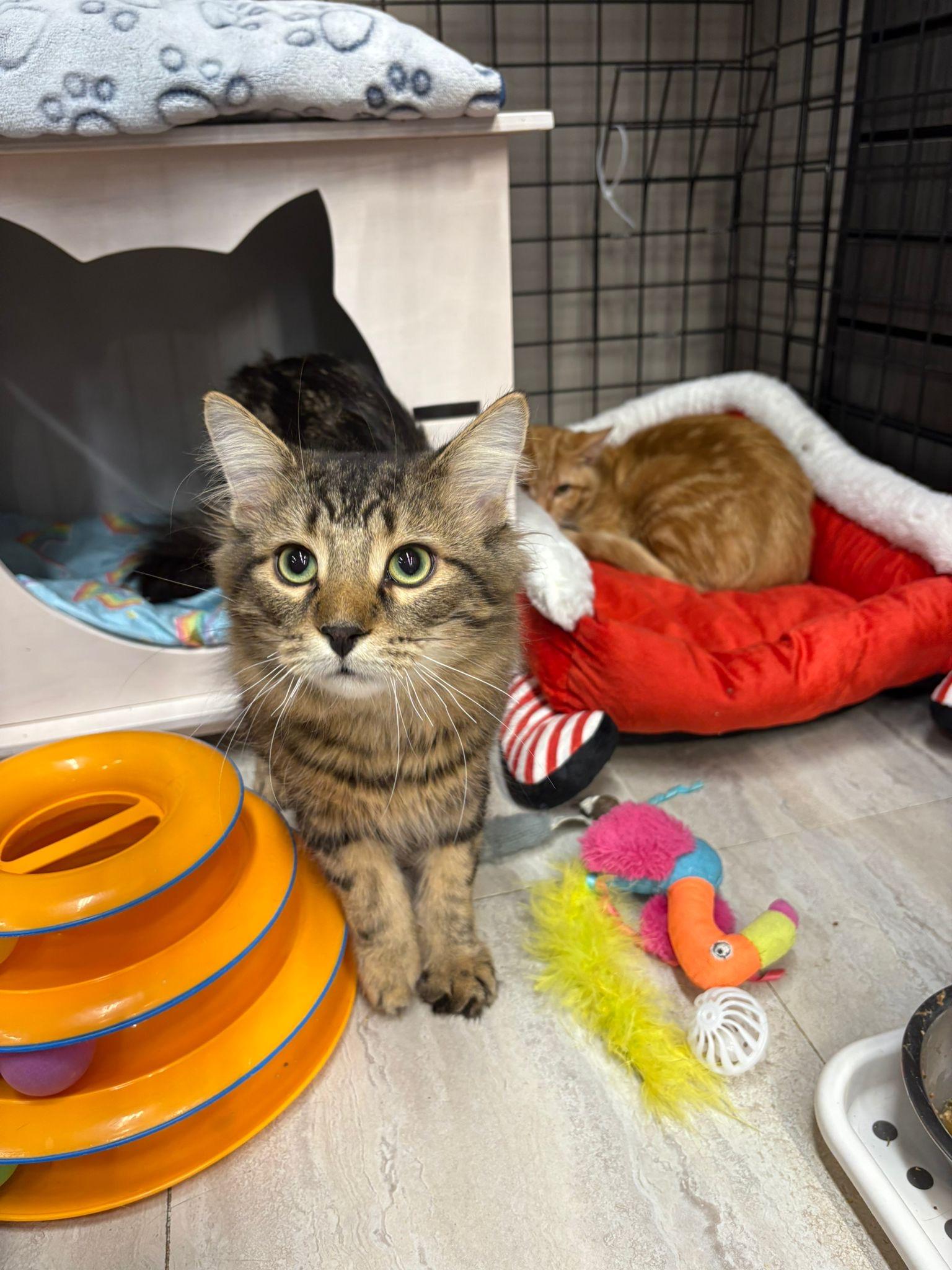 Tiger-Pet Valu Oakwoods, adopted, Kitten Male Domestic Short Hair.