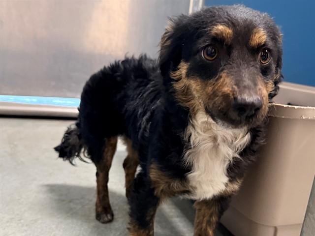 Enlarge DUCKY, an adopted mixed breed in San Clemente, CA image 1/1