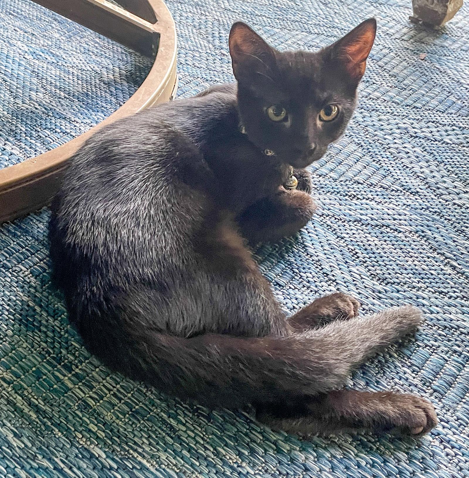 Dewey, Adoptable, Kitten Male Domestic Short Hair.