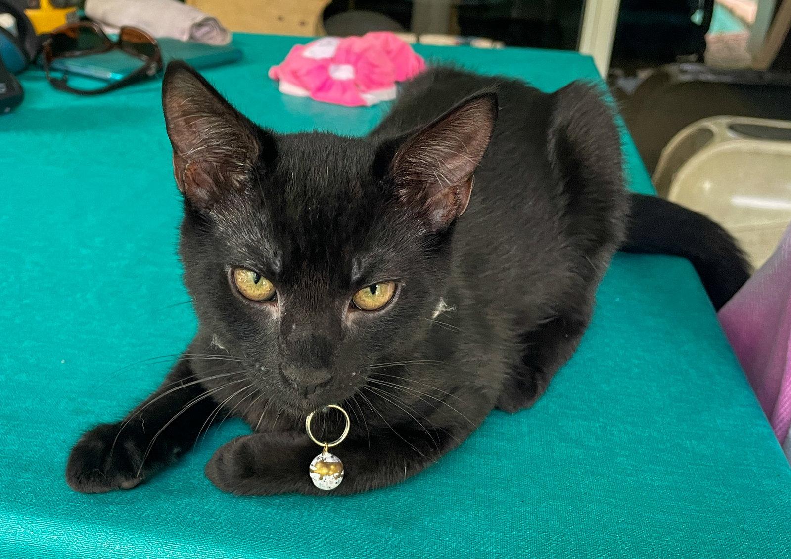 Enlarge Dewey, a Adoptable Domestic Short Hair in Lighthouse Point, FL image 2/3