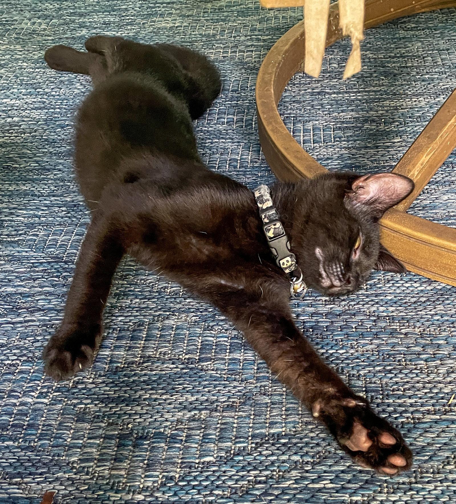 Enlarge Dewey, a Adoptable Domestic Short Hair in Lighthouse Point, FL image 3/3