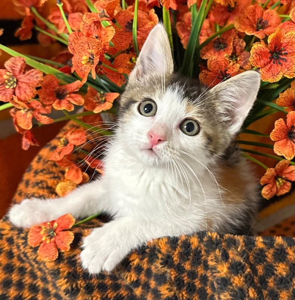 3/30/26 Roxie, Adoptable, Kitten Female Domestic Short Hair.