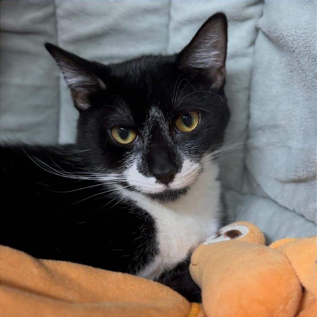 Clive — thumbnail 2