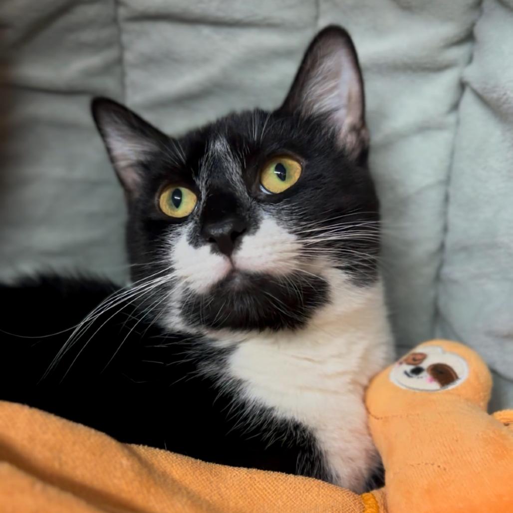 Clive — thumbnail 3