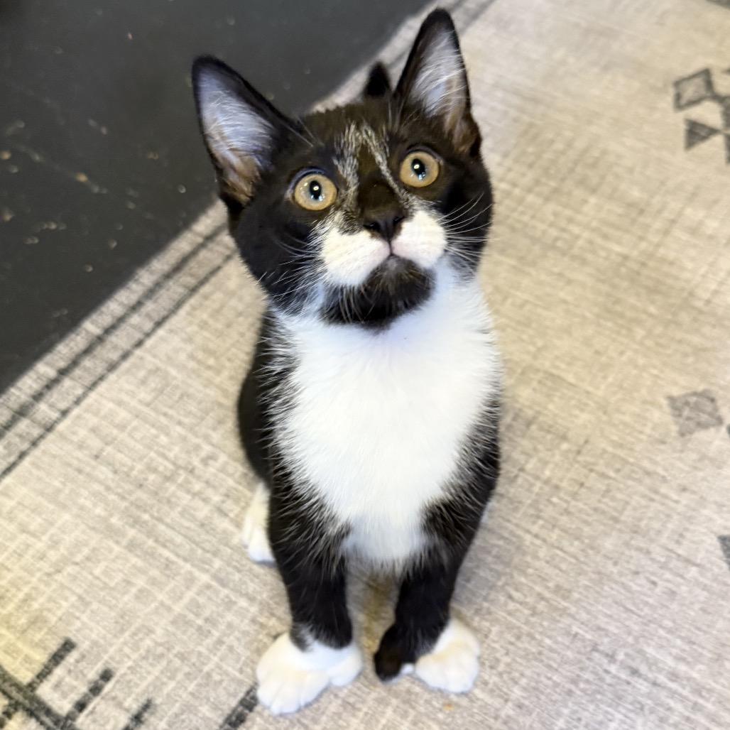 Clive — thumbnail 4