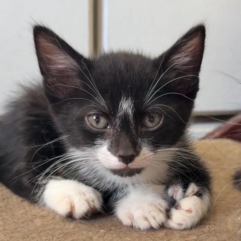 Clive — thumbnail 6