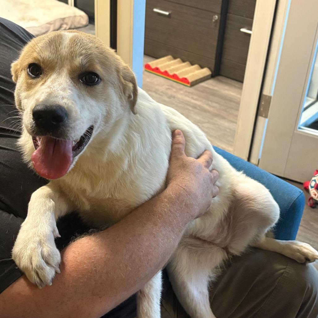 Enlarge Mazie, an adopted mixed breed in Webster, TX image 1/4