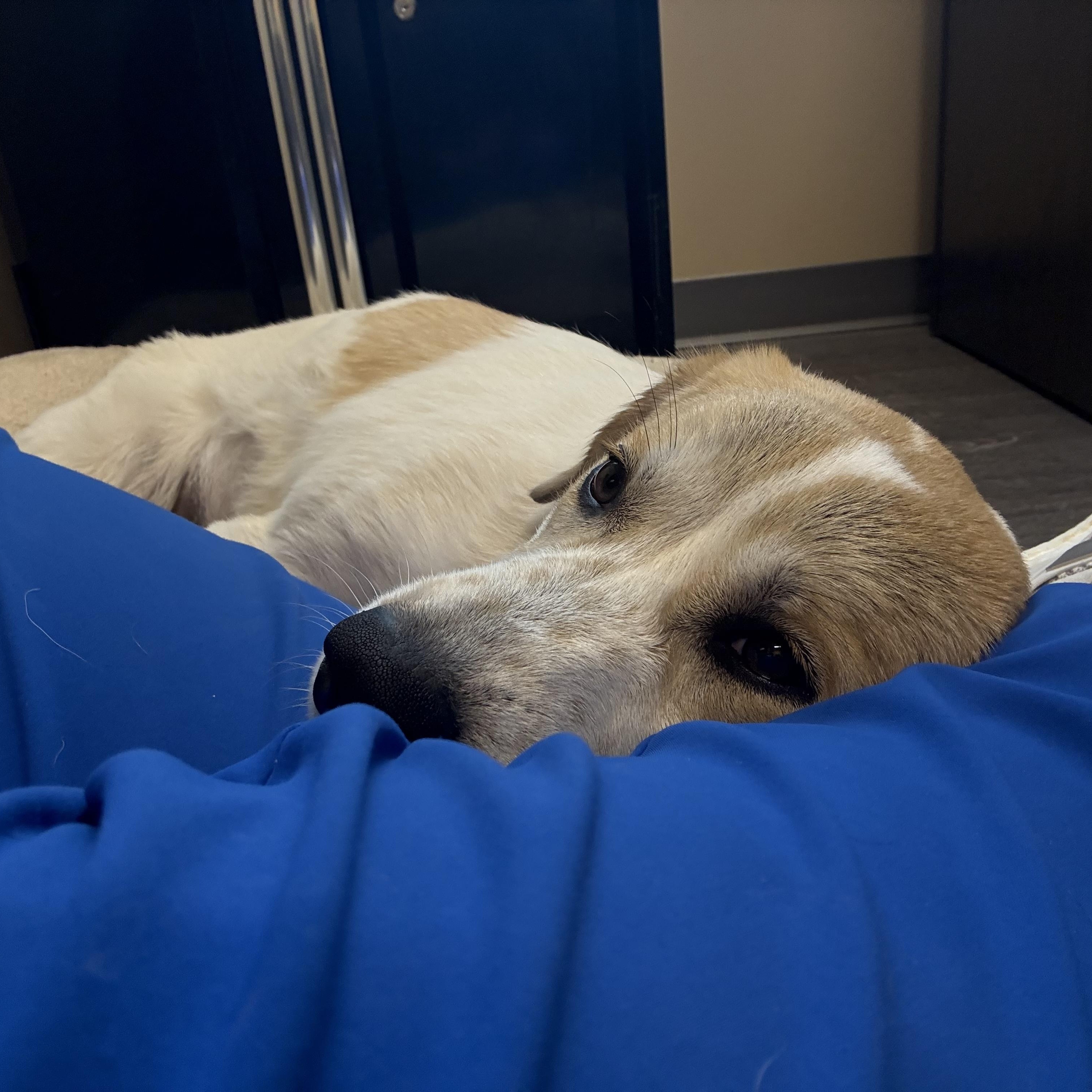 Enlarge Mazie, an adopted mixed breed in Webster, TX image 2/4