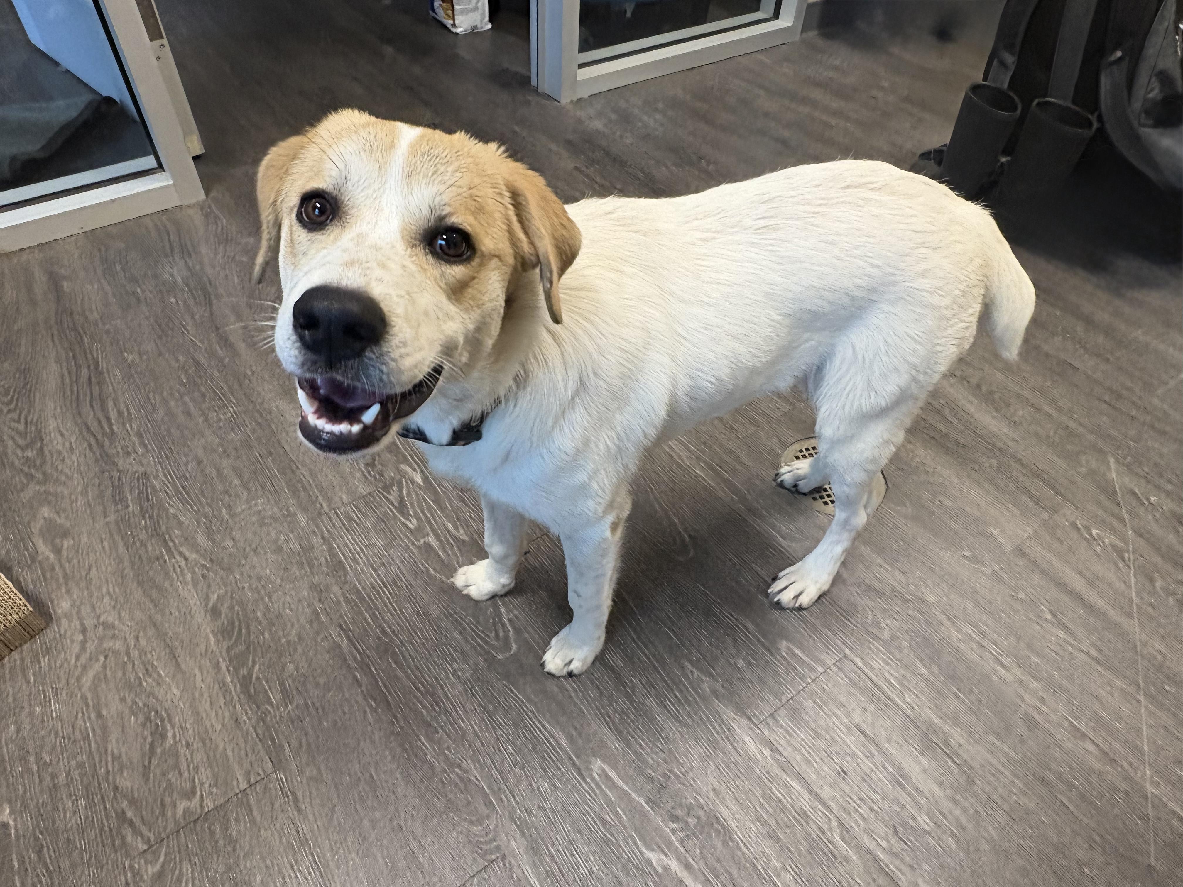 Enlarge Mazie, an adopted mixed breed in Webster, TX image 3/4