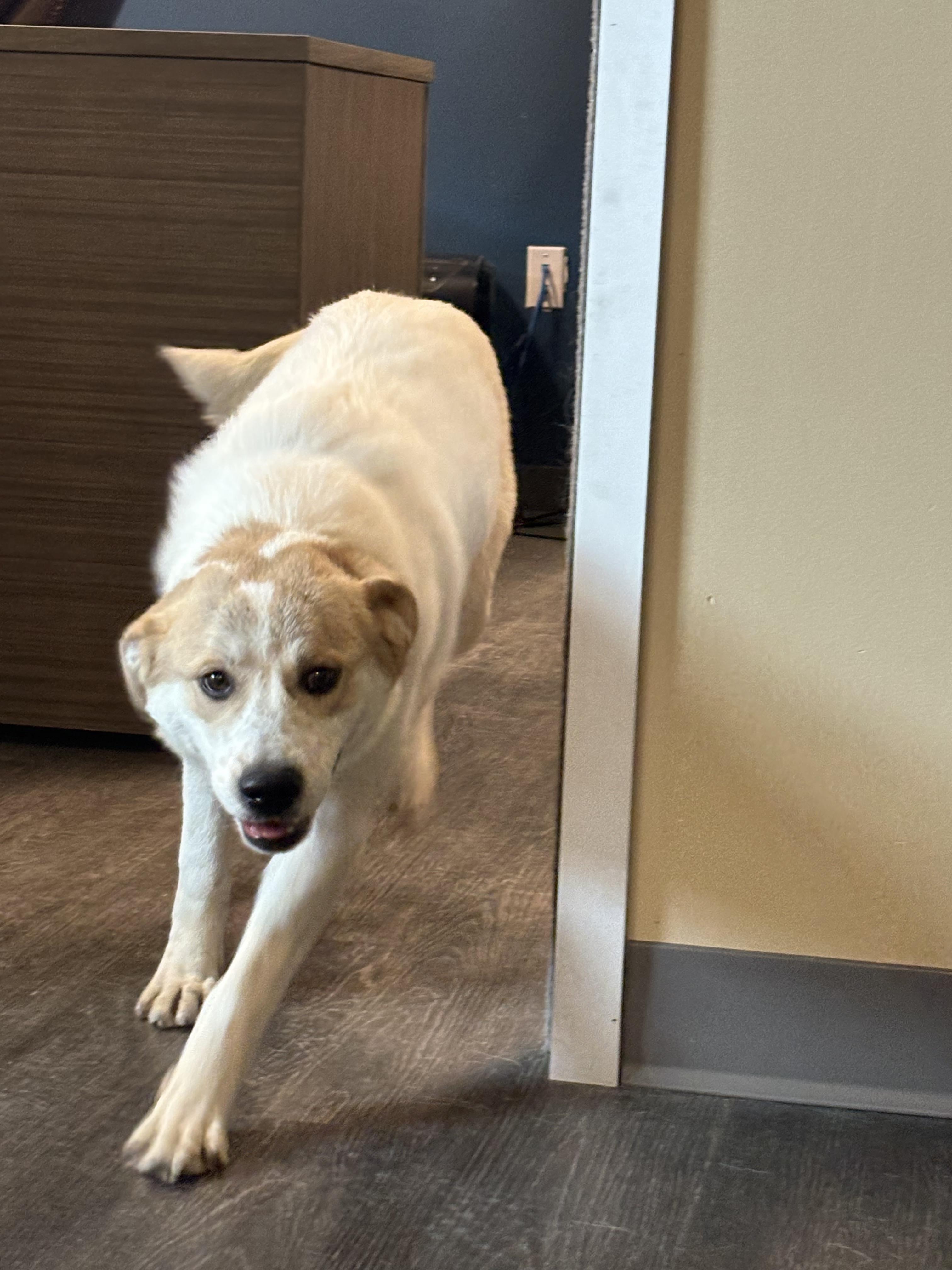 Enlarge Mazie, an adopted mixed breed in Webster, TX image 4/4