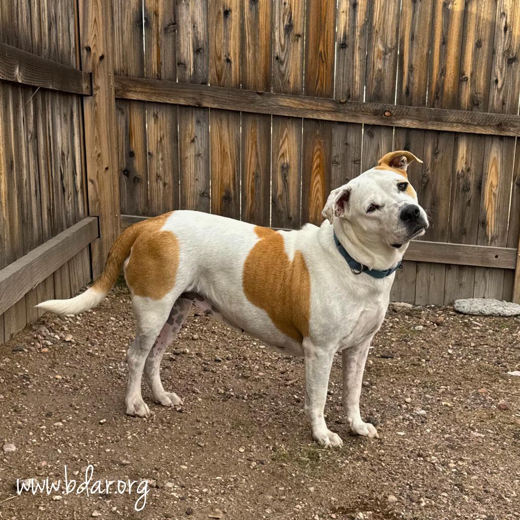 Maple, Adoptable, Adult Female Pit Bull Terrier.