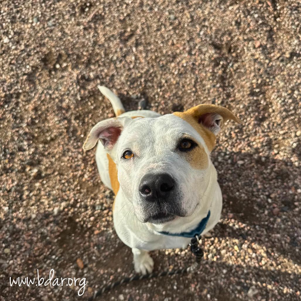 Maple, a Adoptable Pit Bull Terrier in Cheyenne, WY image 2/2