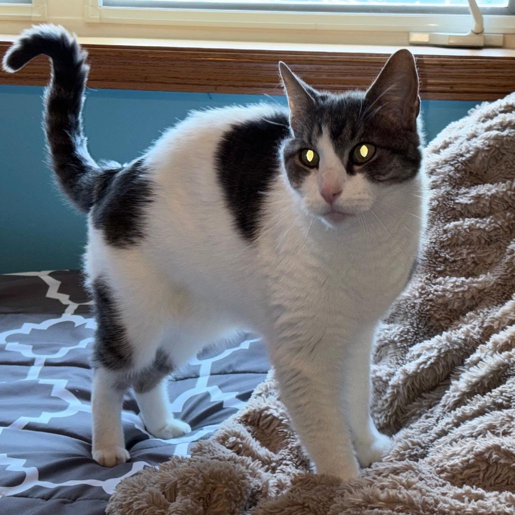 Rocky C10655, Adoptable, Senior Male Domestic Short Hair.