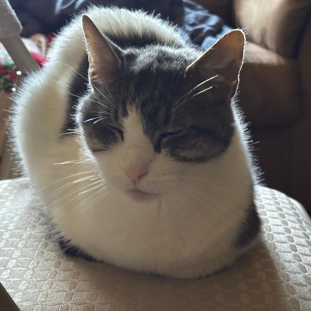 Rocky C10655, a Adoptable Domestic Short Hair in Princeton, MN image 2/6