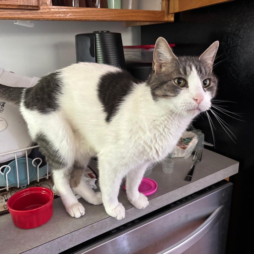 Rocky C10655, a Adoptable Domestic Short Hair in Princeton, MN image 3/6