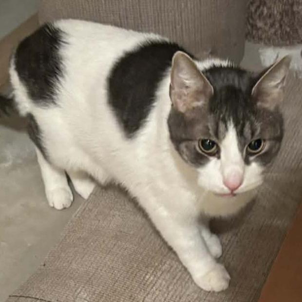 Rocky C10655, Adoptable, Senior Male Domestic Short Hair.