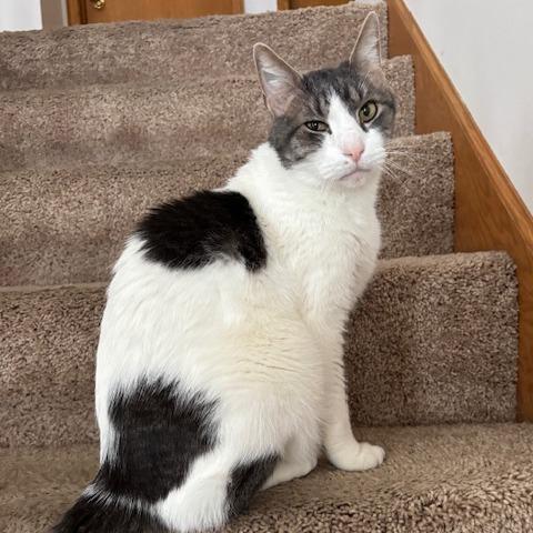 Rocky C10655, a Adoptable Domestic Short Hair in Princeton, MN image 4/6
