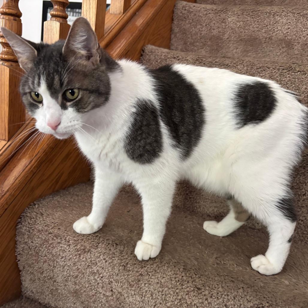 Rocky C10655, a Adoptable Domestic Short Hair in Princeton, MN image 5/6