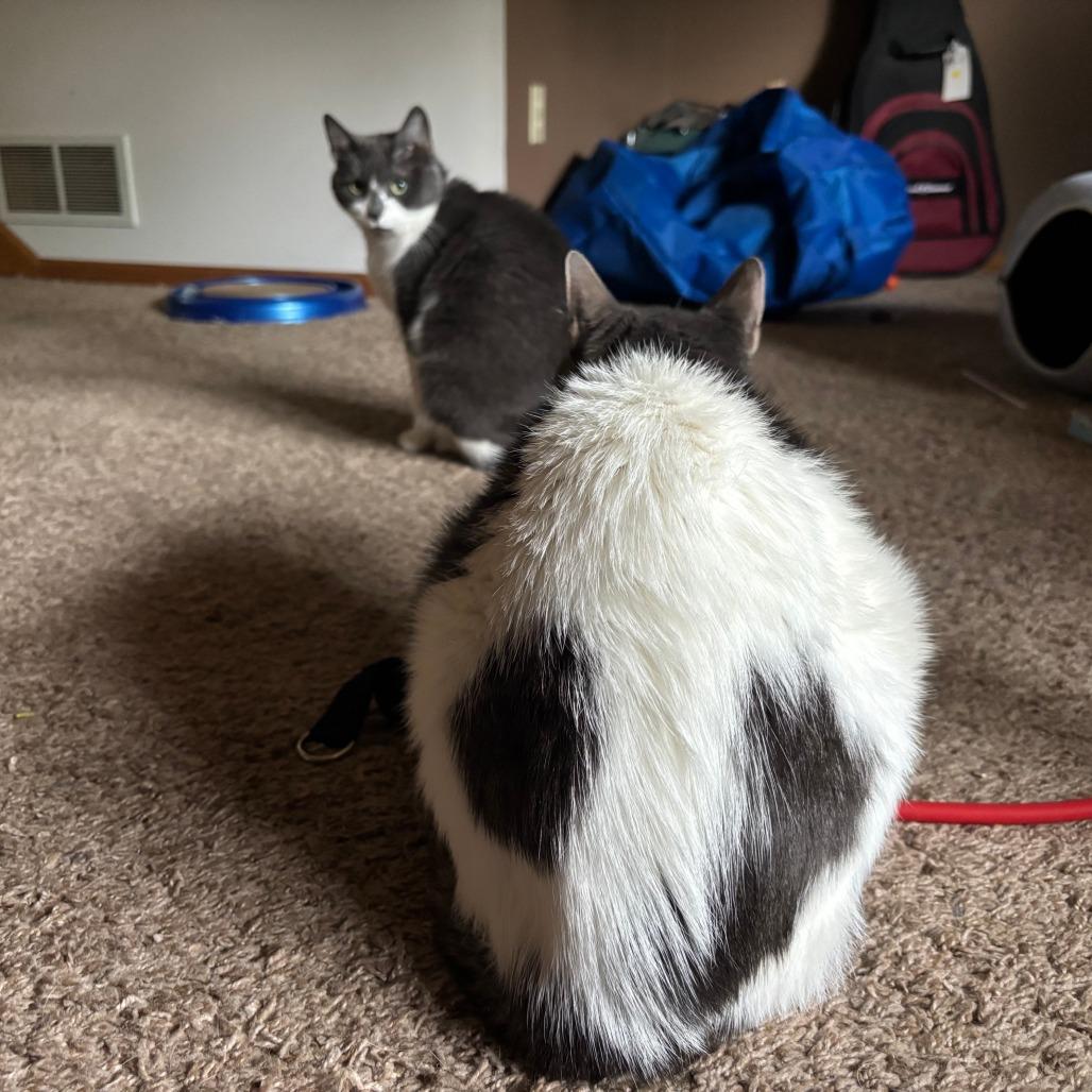 Rocky C10655, a Adoptable Domestic Short Hair in Princeton, MN image 6/6