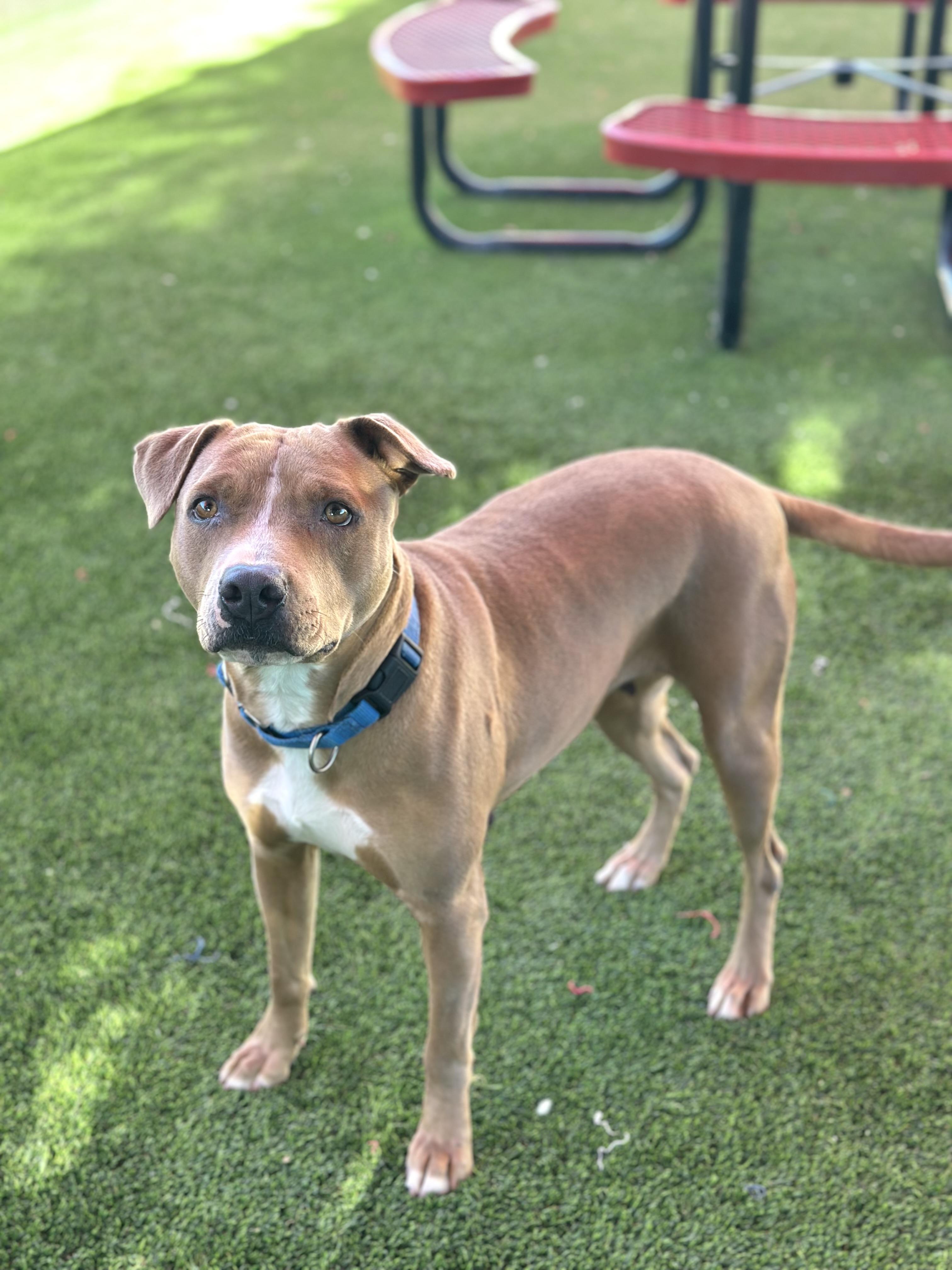 Enlarge Simone, a ADOPTABLE mixed breed in Glendale, AZ image 2/3