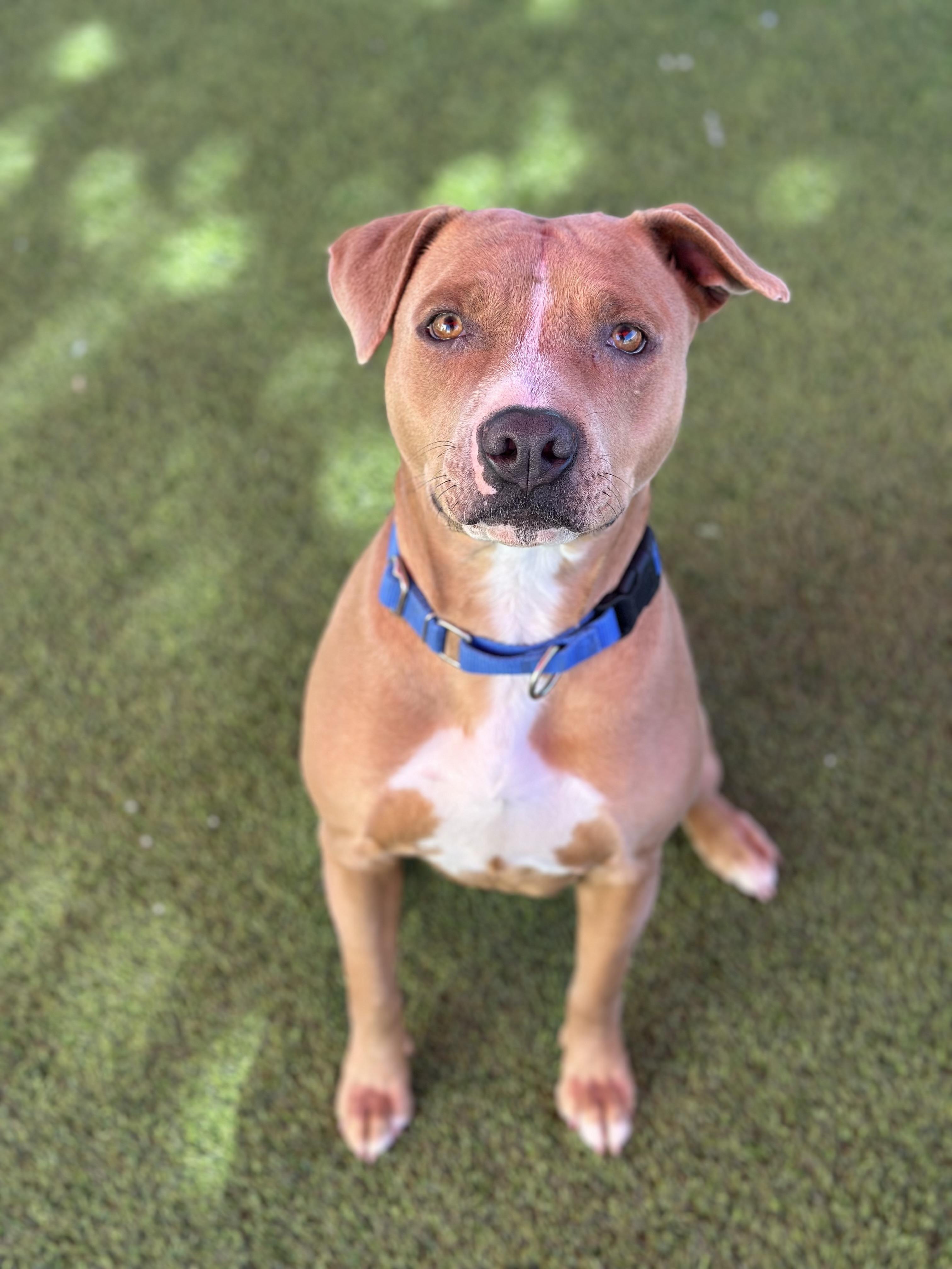 Simone, ADOPTABLE, Adult Female American Staffordshire Terrier.