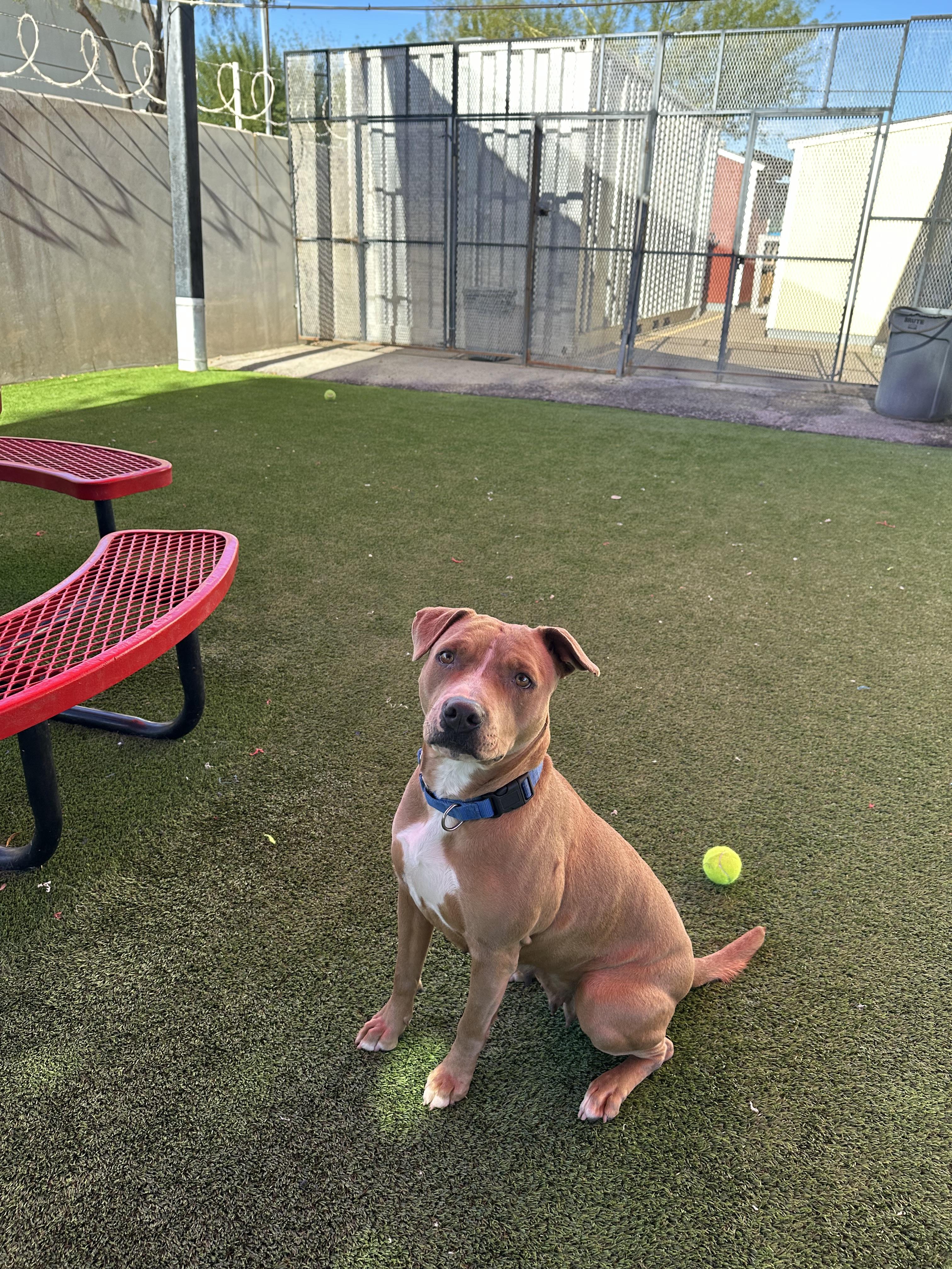 Enlarge Simone, a ADOPTABLE mixed breed in Glendale, AZ image 3/3