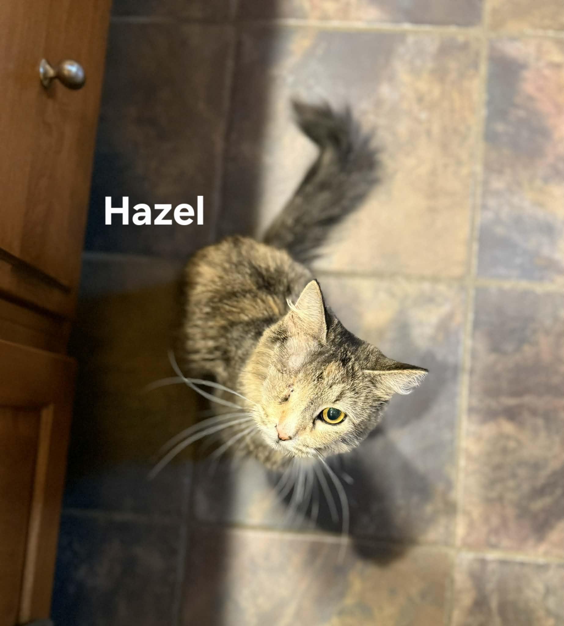 Enlarge Hazel, a ADOPTABLE Domestic Long Hair in Chicopee, MA image 2/3