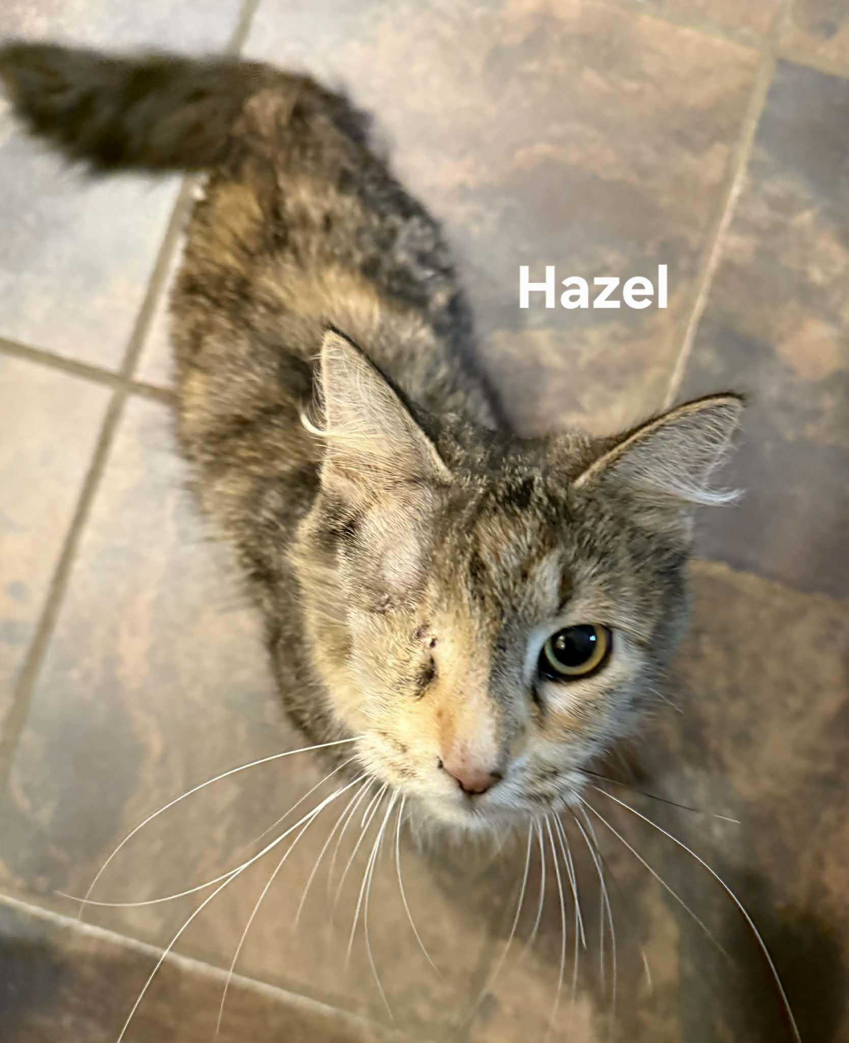 Hazel, ADOPTABLE, Adult Female Domestic Long Hair.