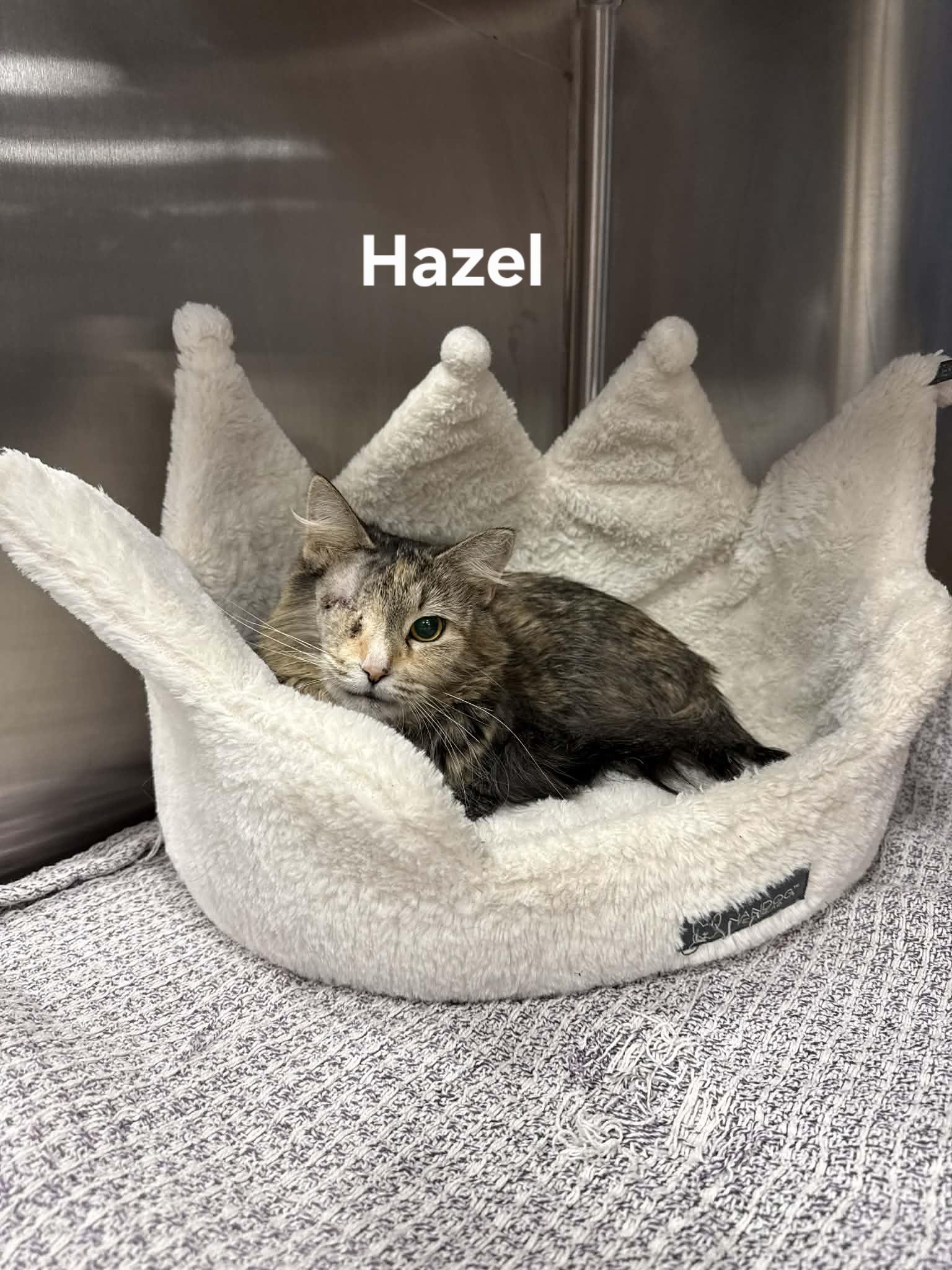Enlarge Hazel, a ADOPTABLE Domestic Long Hair in Chicopee, MA image 3/3