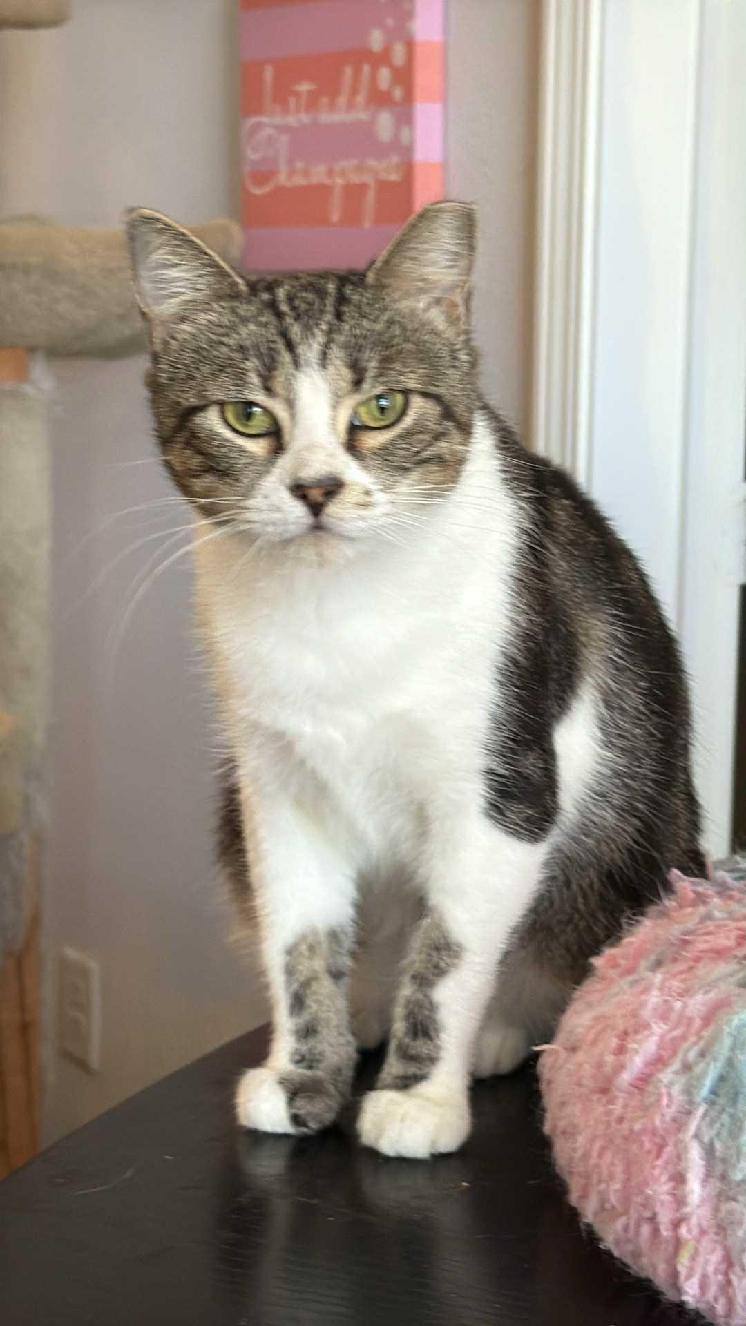 Enlarge Mariah, a Adoptable Domestic Short Hair in Charlotte, NC image 1/1