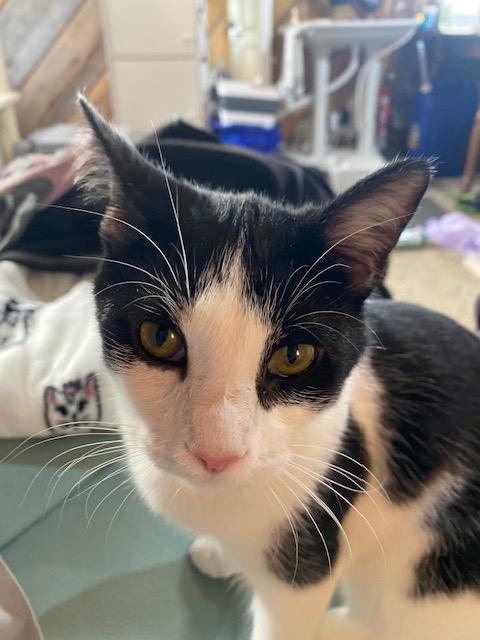 Enlarge Charli, a Adoptable Domestic Short Hair in Goodlettsville, TN image 1/6