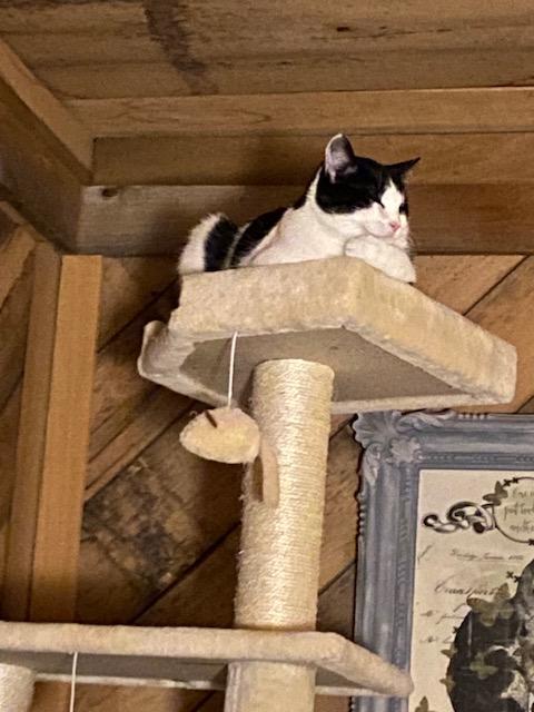 Enlarge Charli, a Adoptable Domestic Short Hair in Goodlettsville, TN image 5/6