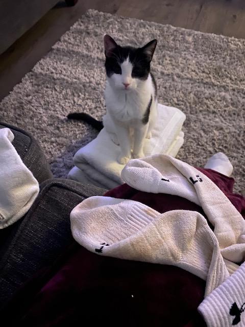 Enlarge Charli, a Adoptable Domestic Short Hair in Goodlettsville, TN image 6/6