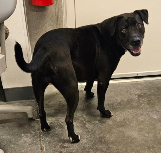 Enlarge Lucy, a Adoptable Black Labrador Retriever in Crystal City, MO image 1/1