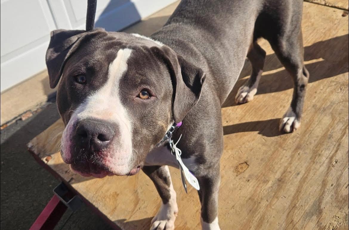 Enlarge Rosie, a ADOPTABLE Pit Bull Terrier in Vernon Hills, IL image 2/5