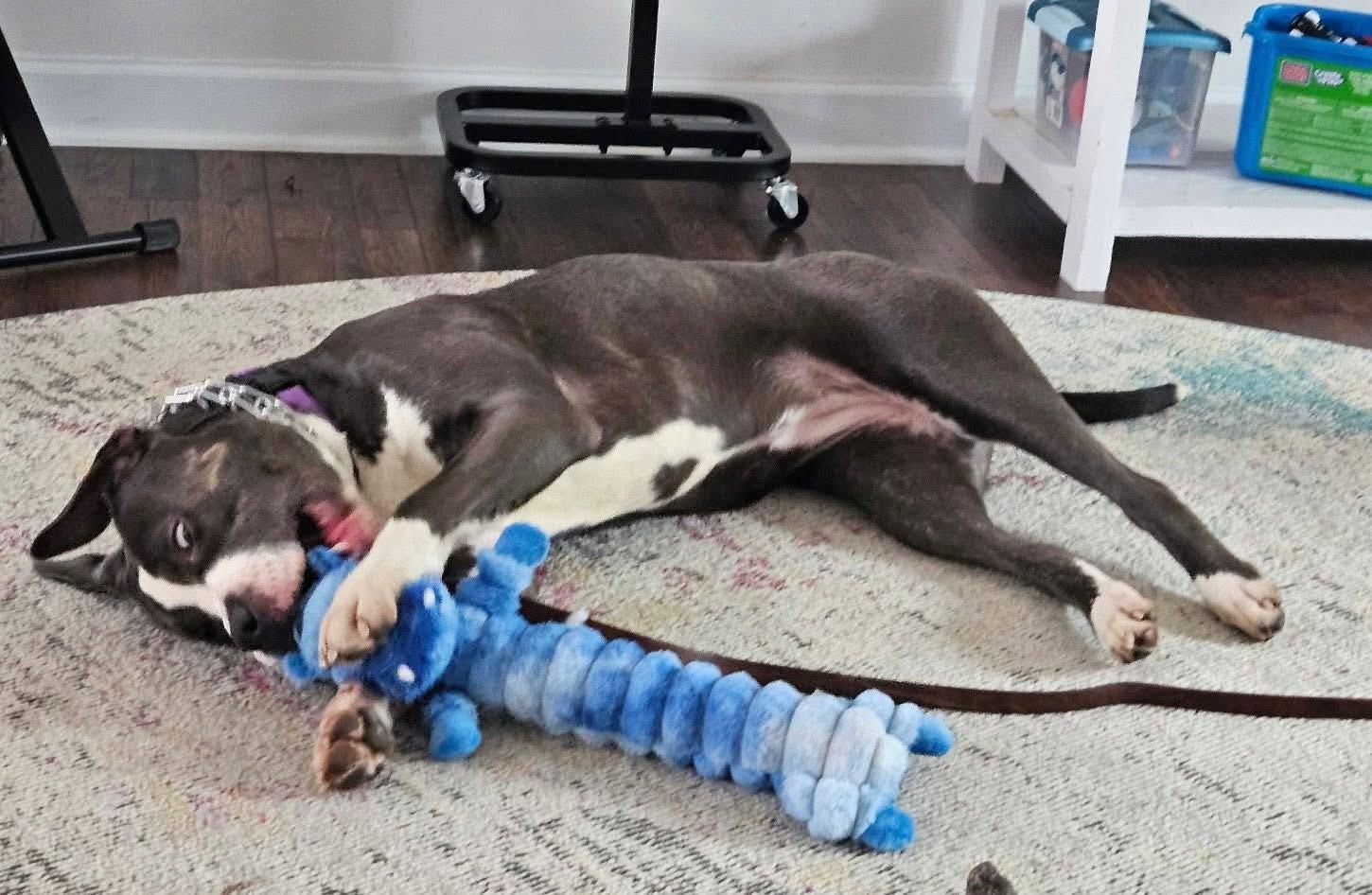 Enlarge Rosie, a ADOPTABLE Pit Bull Terrier in Vernon Hills, IL image 3/5