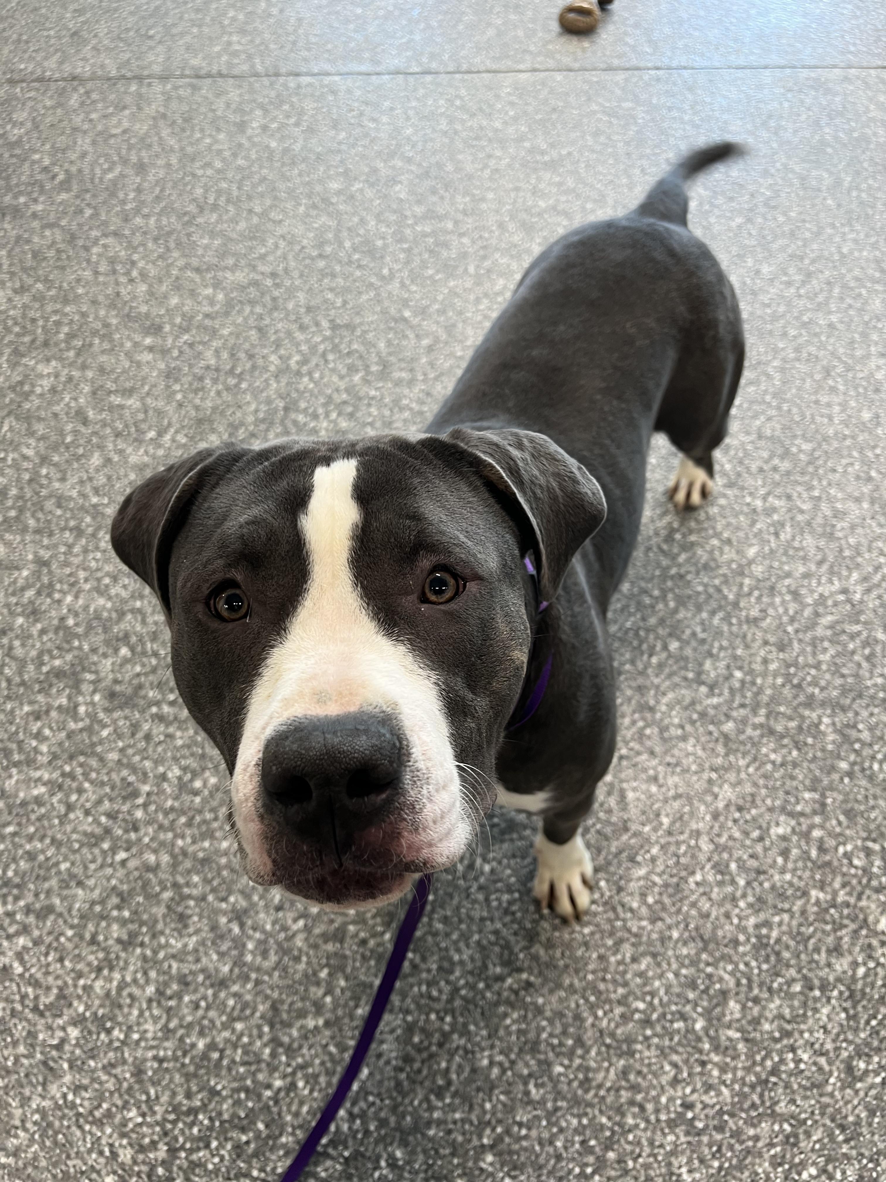 Enlarge Rosie, a ADOPTABLE Pit Bull Terrier in Vernon Hills, IL image 4/5