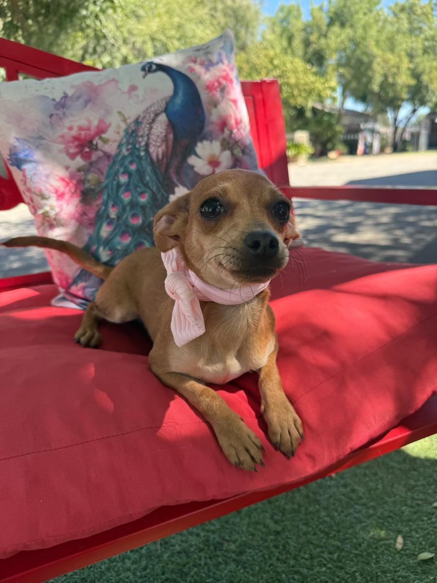 Ginger, Adoptable, Young Female Chihuahua.