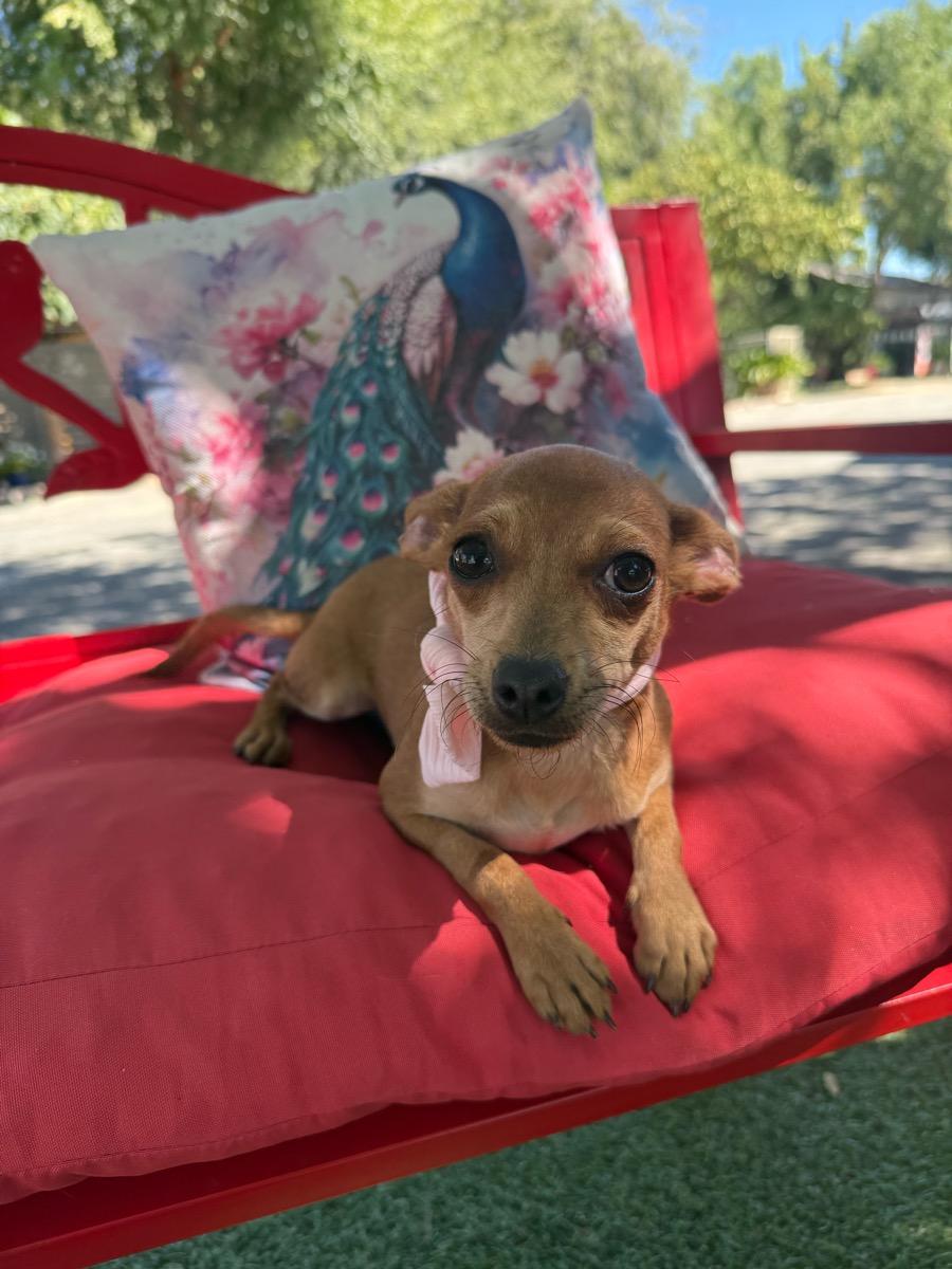 Enlarge Ginger, a Adoptable Chihuahua in Temecula, CA image 2/2