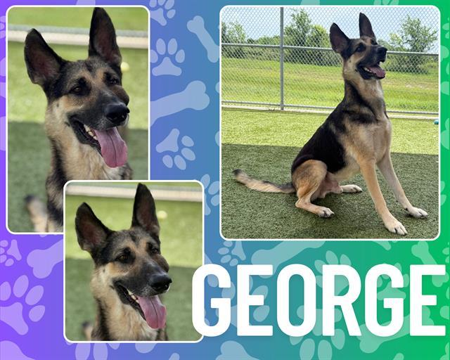 Enlarge GEORGE, a Adoptable German Shepherd Dog in Pearland, TX image 1/1