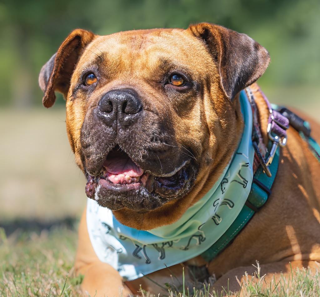 Enlarge Method Man, a Adoptable mixed breed in Ewing, NJ image 1/6