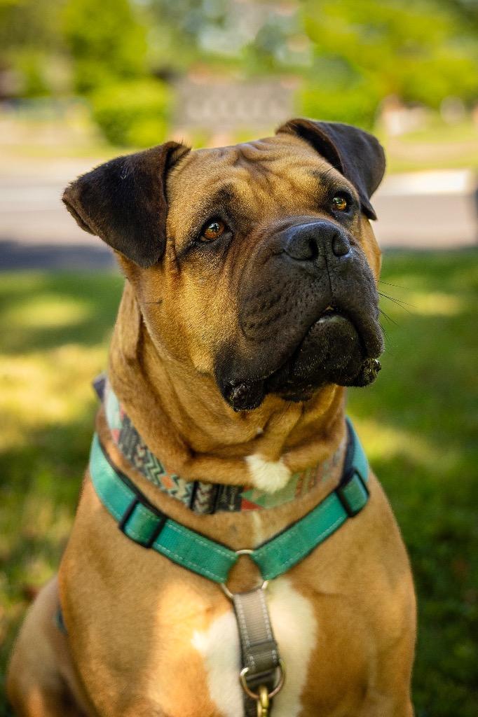Enlarge Method Man, a Adoptable mixed breed in Ewing, NJ image 6/6