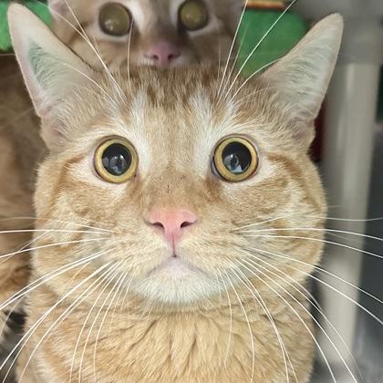 Canyon, Adult Male Domestic Short Hair