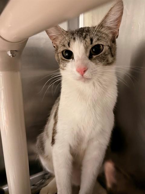 SHELLY, Adoptable, Young Female Domestic Short Hair.