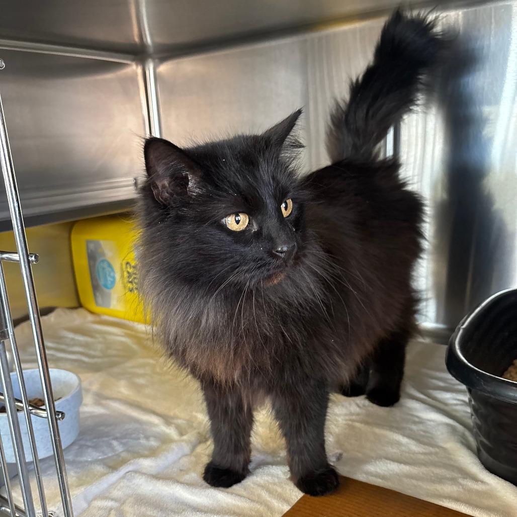 Xion, Adoptable, Young Female Domestic Long Hair.